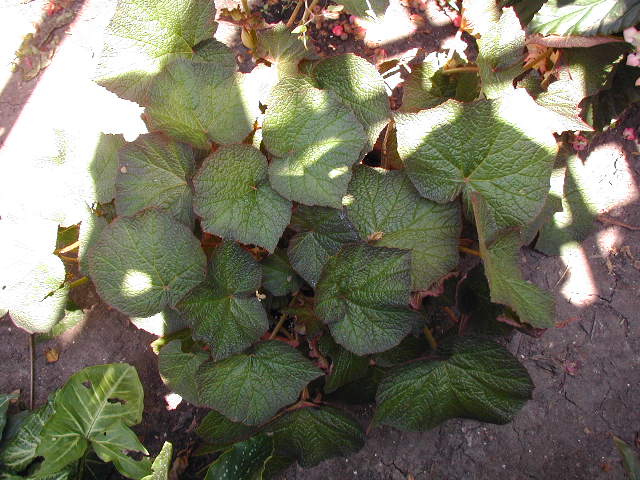 B. ‘Salamander’